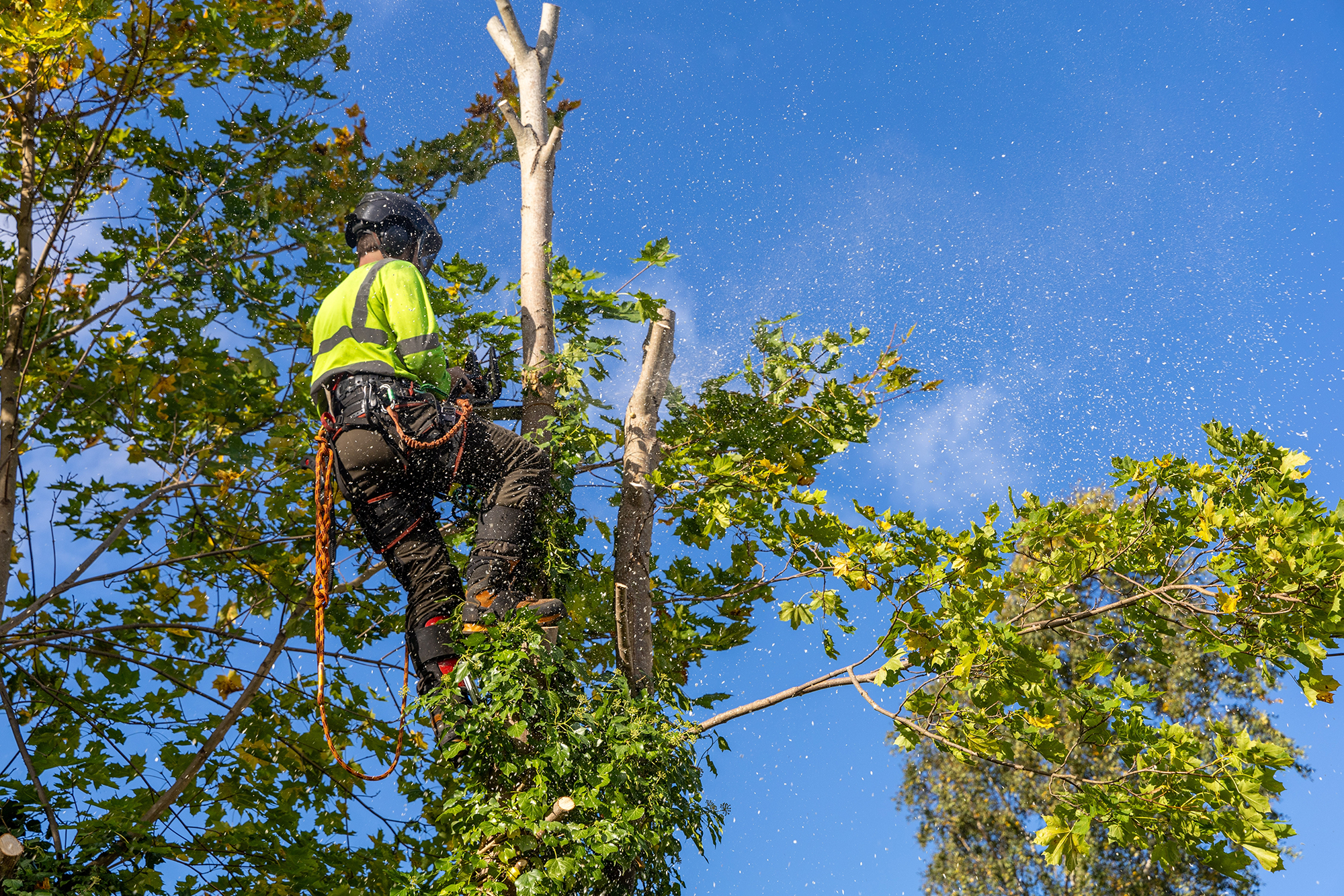 Tree Surgery Specialists in Luton
